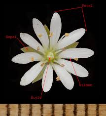 Attēlu rezultāti vaicājumam “Stellaria crassifolia leaf”