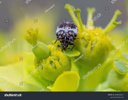 Attēlu rezultāti vaicājumam “Anthrenus sp.”