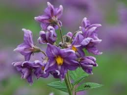 Attēlu rezultāti vaicājumam “Solanum tuberosum flower”