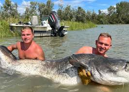 Image result for vissen