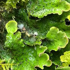 Attēlu rezultāti vaicājumam “Peltigera aphthosa”