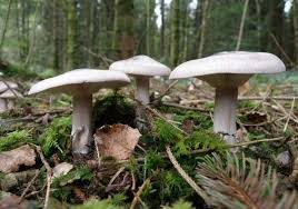 Attēlu rezultāti vaicājumam “Clitocybe nebularis”