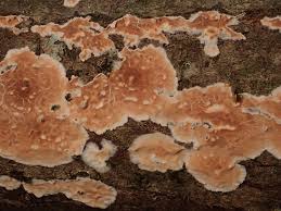 Attēlu rezultāti vaicājumam “Cylindrobasidium evolvens”