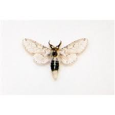 Attēlu rezultāti vaicājumam “Cucullia umbratica”