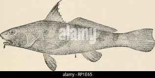 Image result for Menticirrhus littoralis