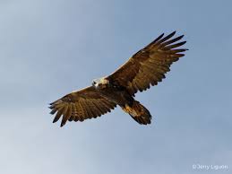 Attēlu rezultāti vaicājumam “Aquila chrysaetos adult”