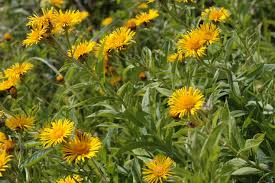 Attēlu rezultāti vaicājumam “Inula salicina bud”