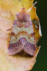 Attēlu rezultāti vaicājumam “Agrochola helvola”