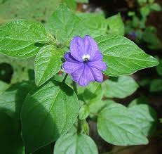 Image result for Browallia speciosa