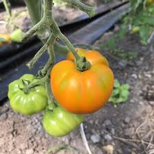 Afbeeldingsresultaat voor caro rich tomato