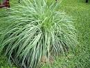 Suggested Uses for Citronella Essential Oil | The Healthy Haven