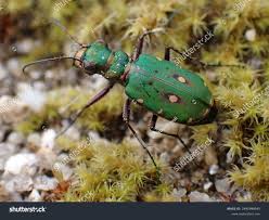 Attēlu rezultāti vaicājumam “Cicindela campestris”