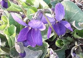 Image result for Veilchen