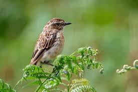 Attēlu rezultāti vaicājumam “Saxicola rubetra”