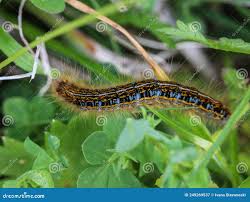 Attēlu rezultāti vaicājumam “Malacosoma castrensis male”