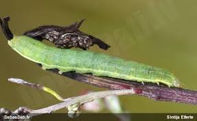 Attēlu rezultāti vaicājumam “Exoprosopa capucina”