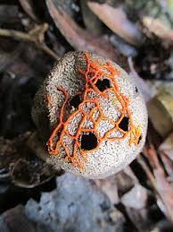 Attēlu rezultāti vaicājumam “Physaraceae”