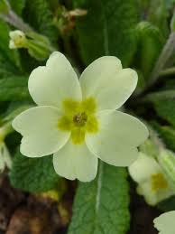 Attēlu rezultāti vaicājumam “Primulaceae”