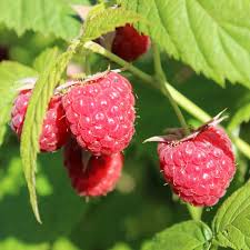 Attēlu rezultāti vaicājumam “Rubus idaeus fruit”