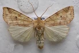 Attēlu rezultāti vaicājumam “Enargia paleacea”