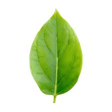 Attēlu rezultāti vaicājumam “leaf”