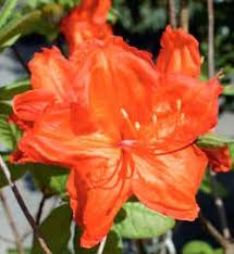 Attēlu rezultāti vaicājumam “Acer pseudoplatanus fo. purpurascens flower”