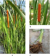 Attēlu rezultāti vaicājumam “Typha angustifolia  fruit”