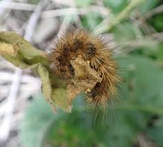 Attēlu rezultāti vaicājumam “Phragmatobia fuliginosa larva”