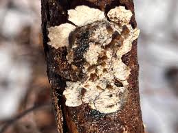 Attēlu rezultāti vaicājumam “Arcyria globosa”