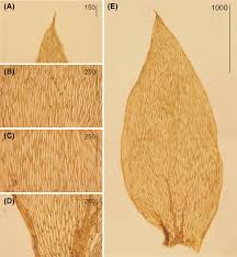 Attēlu rezultāti vaicājumam “Plagiothecium succulentum”