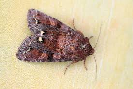 Attēlu rezultāti vaicājumam “Ceramica pisi”