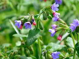 Image result for Lungenkraut