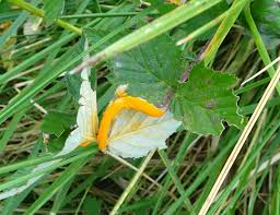 Attēlu rezultāti vaicājumam “Triphragmium ulmariae”