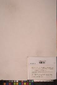 Attēlu rezultāti vaicājumam “Polytrichastrum pallidisetum cells”