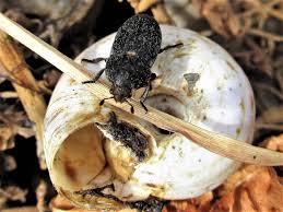 Attēlu rezultāti vaicājumam “Dermestes murinus”