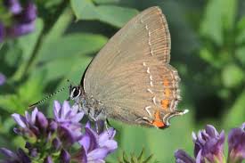Attēlu rezultāti vaicājumam “Satyrium ilicis underside”