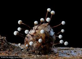 Attēlu rezultāti vaicājumam “Physarum bitectum macro”