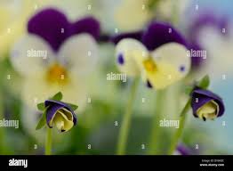 Attēlu rezultāti vaicājumam “Viola odorata bud”