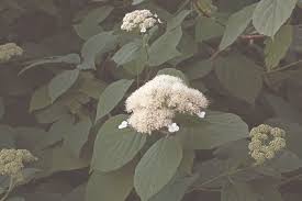 Attēlu rezultāti vaicājumam “Hydrangea arborescens flower”