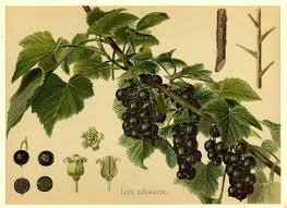 Attēlu rezultāti vaicājumam “Ribes nigrum leaf”