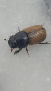 Attēlu rezultāti vaicājumam “Aphodius sp.”