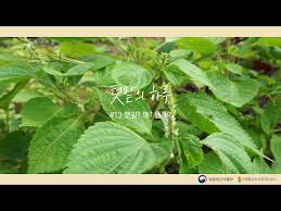 Image result for 깱깲깳깴깵깶깷깺깾깿꺀꺁꺂꺃꺆꺇꺈꺉꺊꺋꺍꺎꺏꺐