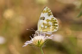 Attēlu rezultāti vaicājumam “Pontia edusa underside”