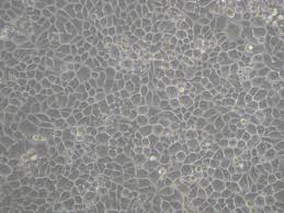 Attēlu rezultāti vaicājumam “Bryum funkii cells”