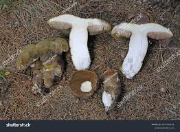 Attēlu rezultāti vaicājumam “Porphyrellus porphyrosporus”