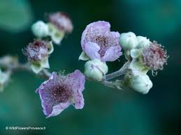 Attēlu rezultāti vaicājumam “Rubus caesius flower”