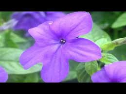Image result for Browallia speciosa
