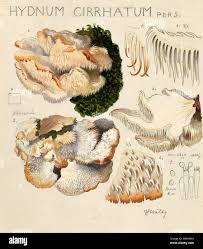 Attēlu rezultāti vaicājumam “Hericium cirrhatum”