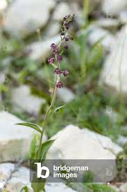 Attēlu rezultāti vaicājumam “Epipactis atrorubens”
