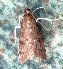 Attēlu rezultāti vaicājumam “Udea prunalis”